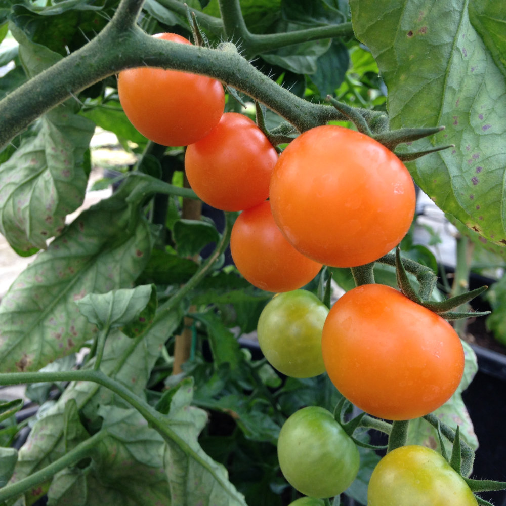 Tomato Sungold